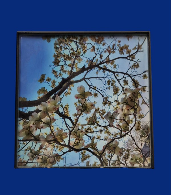 Blue Sky and Dogwood 4.25x4.25 in. (with frame)