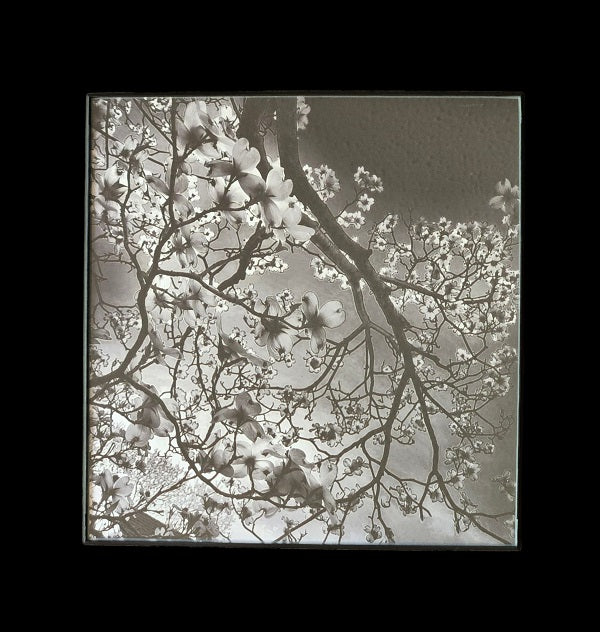 Dogwood b&w 8 in.x8 in. (with frame)