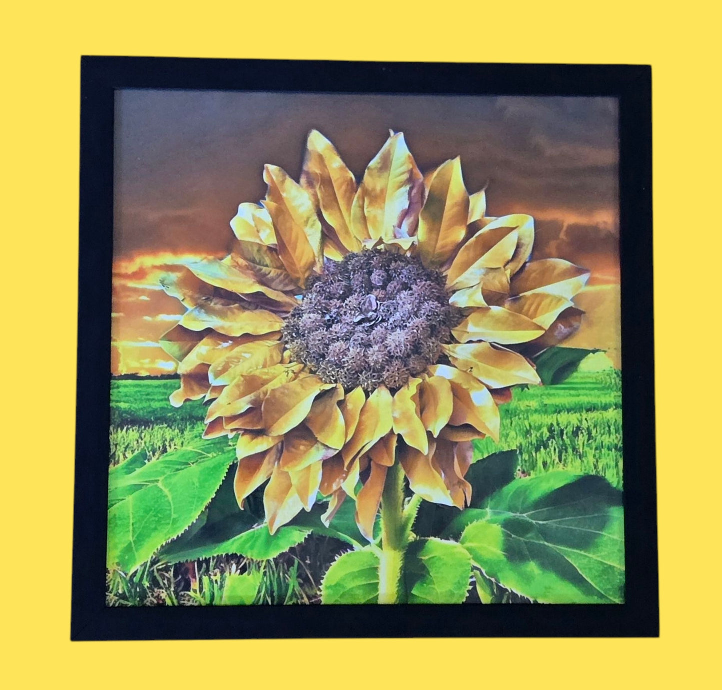 In All Her Glory 11 in.x11 in. (with frame)