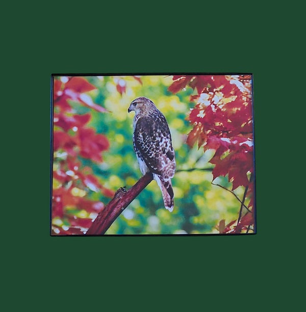 Red-tailed Hawk 8.25 in.x10.25 in. (with frame)