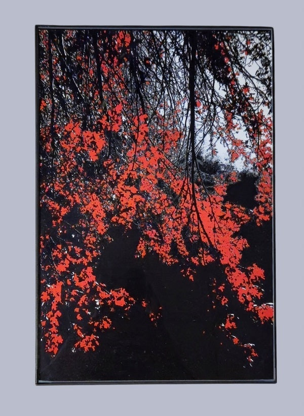 Red Drama 8 in.x12 in. (with frame)