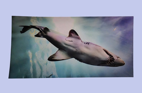 Chompers 10 in.x20 in. PRINT ONLY (no frame)