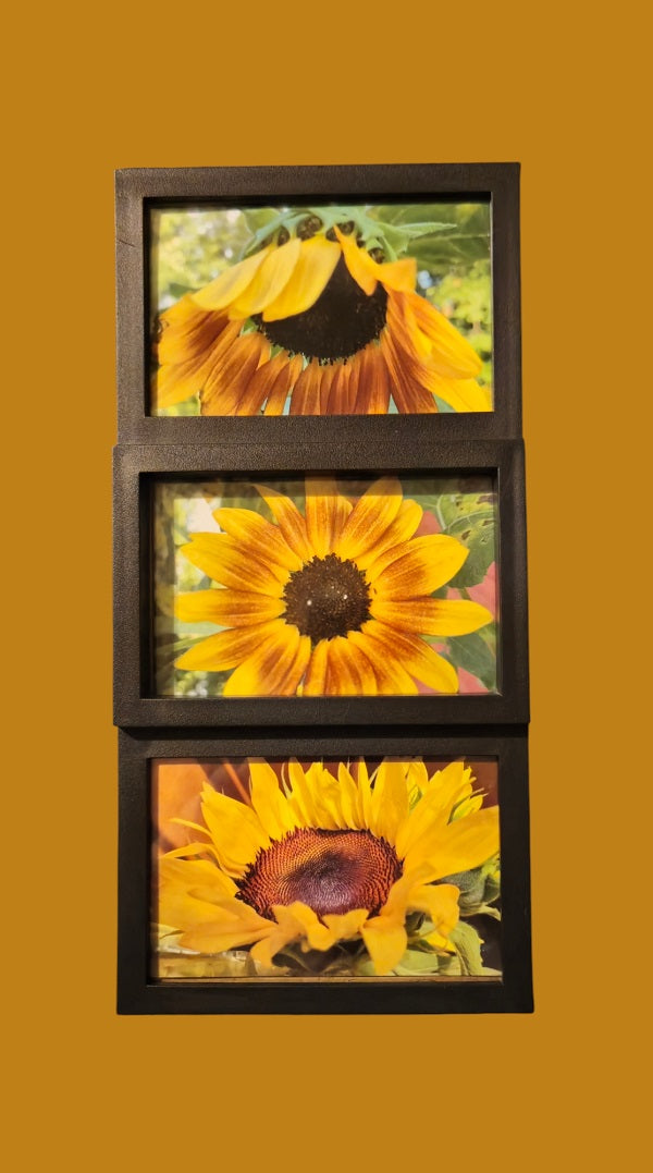 Sunflower Trio 6.5 in.x13.5 in. (with frame)