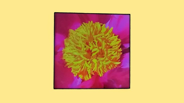 Proud Peony 8 in.x8 in. (with frame)