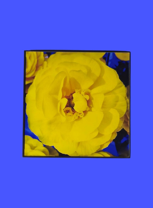 Blue and Yellow Flower 8 in.x8 in. (with frame)
