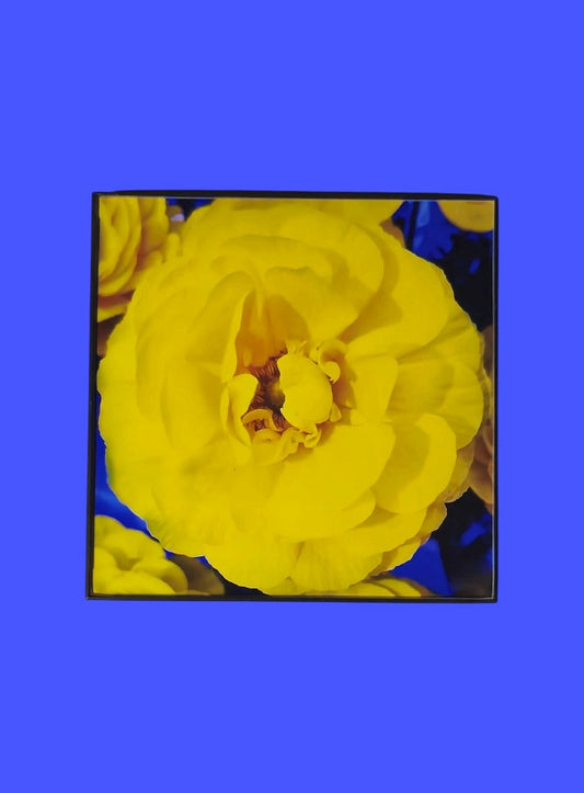 Blue and Yellow Flower 8x8 in.