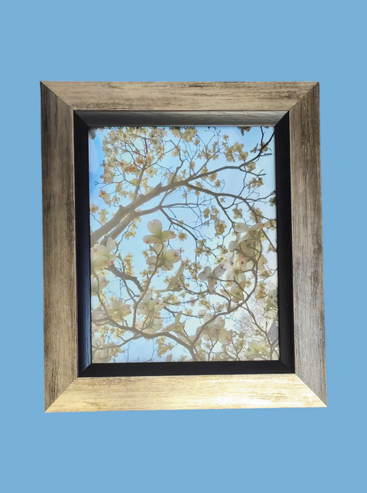 Blue Sky and Dogwood  13.75 x 11.75 in.