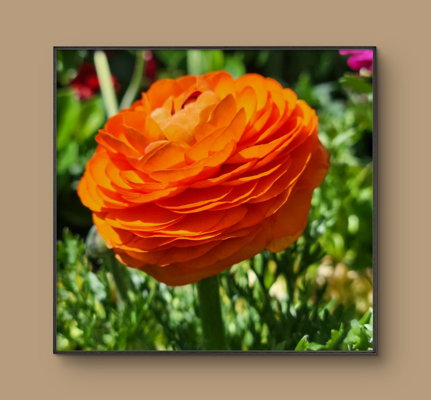Sunset on a Stem 12 in.x 12 in. (with frame)